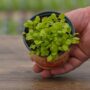 Lettuce – Iceberg – 4″ Pot